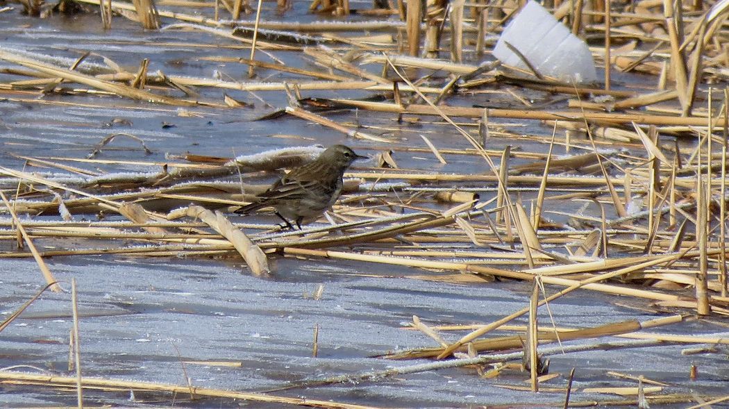 Water Pipit