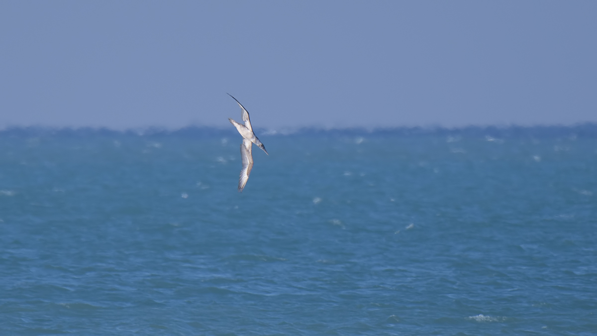Northern Gannet