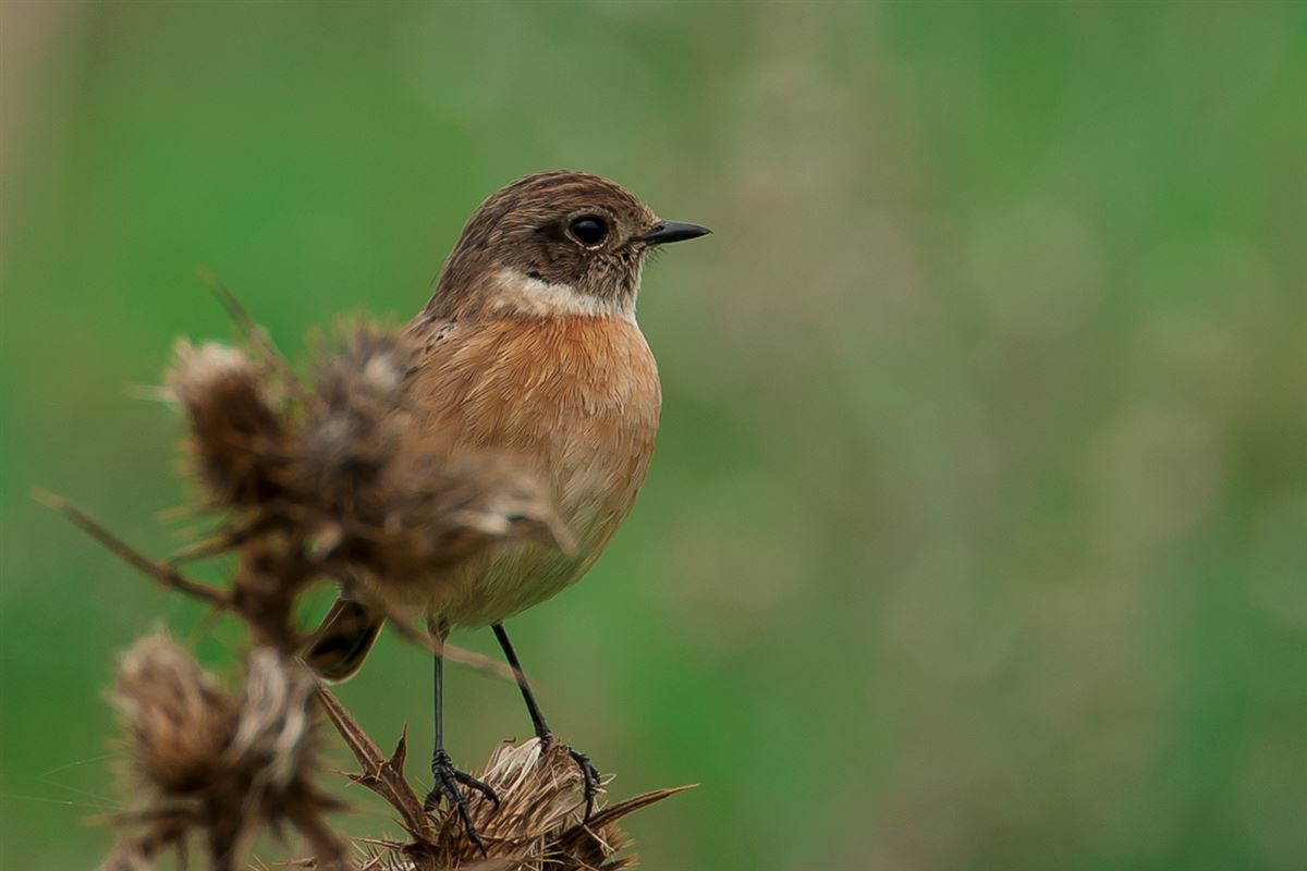 European Stonechat