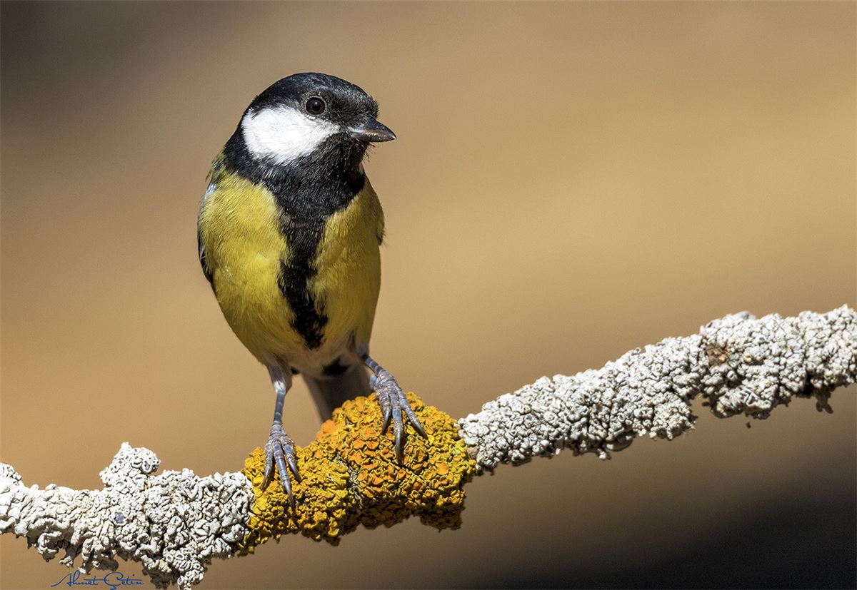 Great Tit