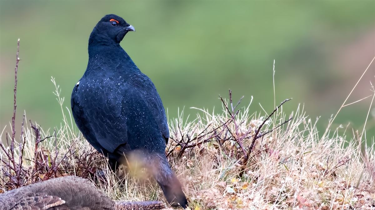 Caucasian Grouse