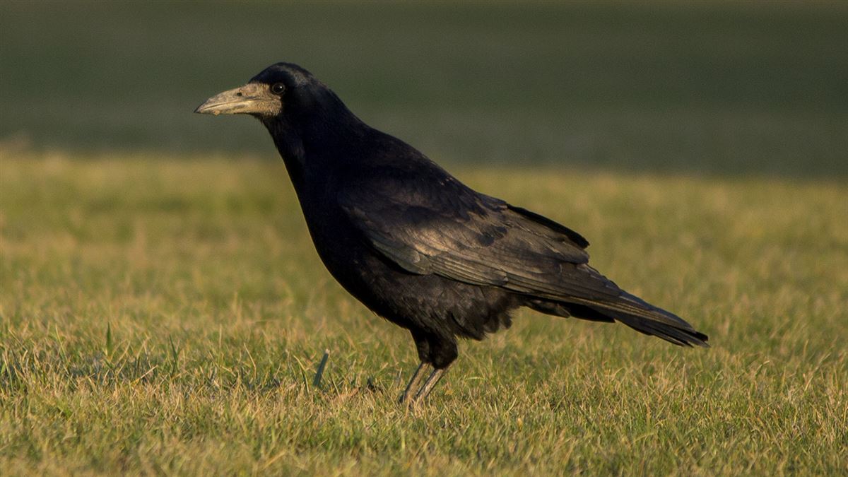 Rook