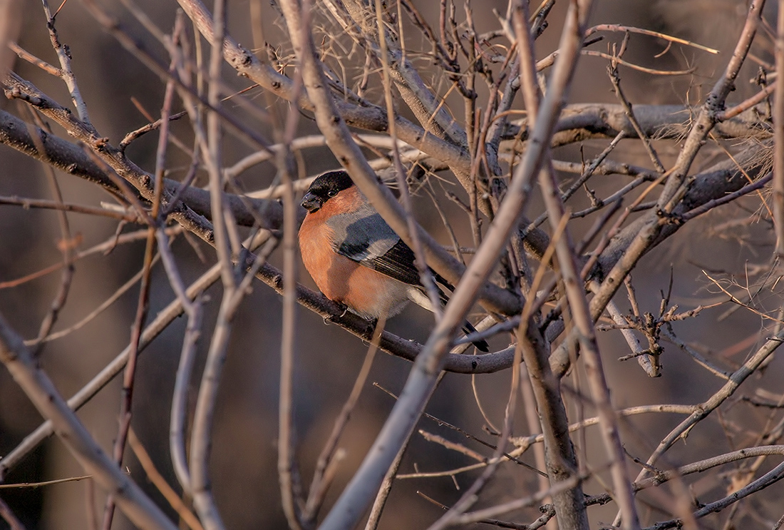 Eurasian Bullfinch