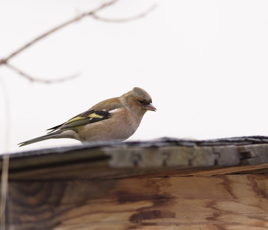Eurasian Chaffinch