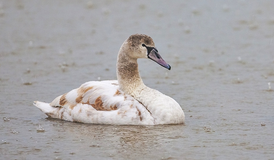 Mute Swan