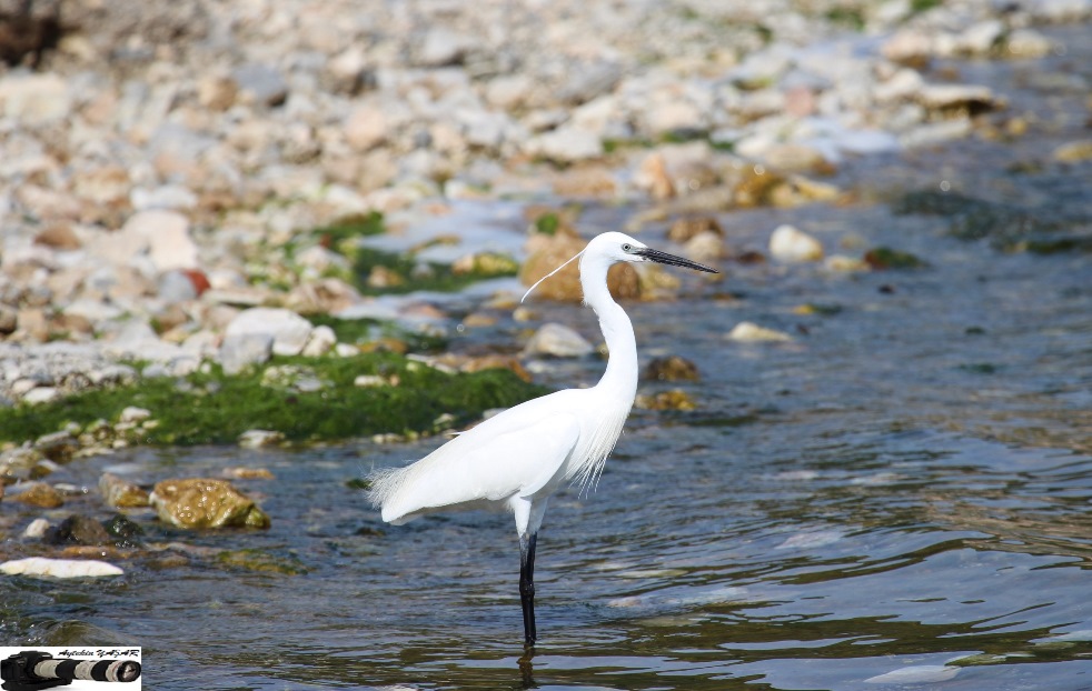 Little Egret
