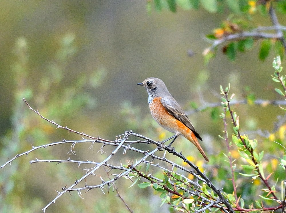 Common Redstart