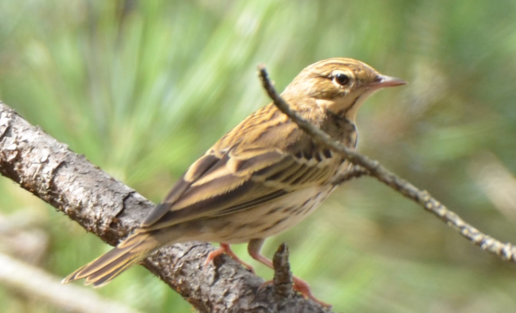 Tree Pipit
