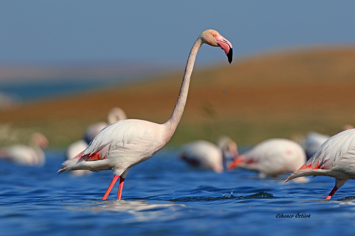 Greater Flamingo