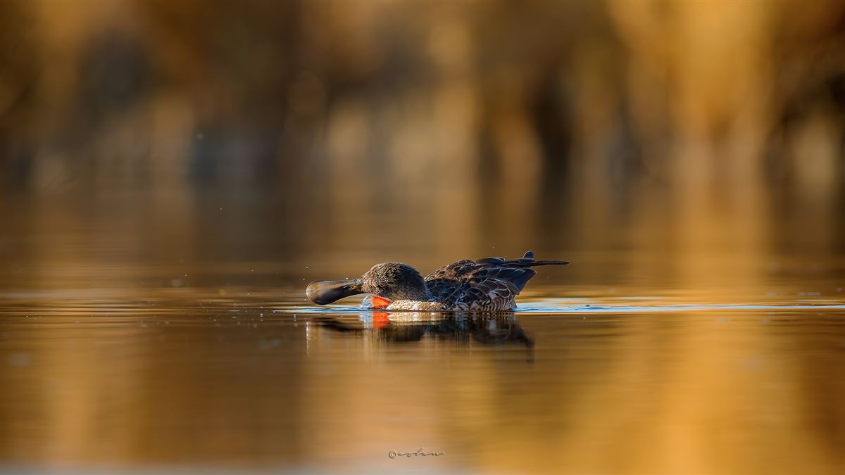 Northern Shoveler