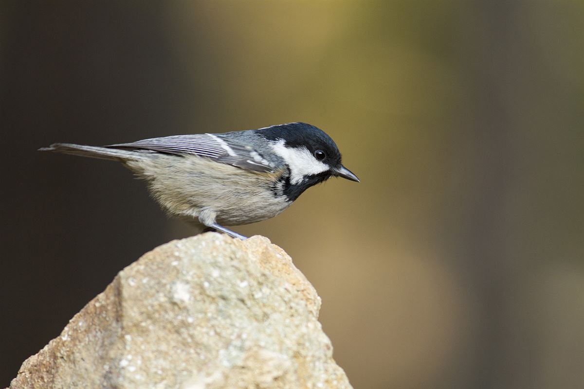 Coal Tit