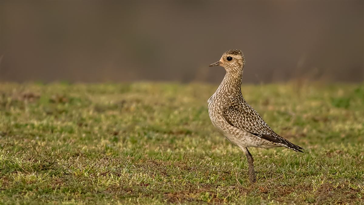 European Golden Plover