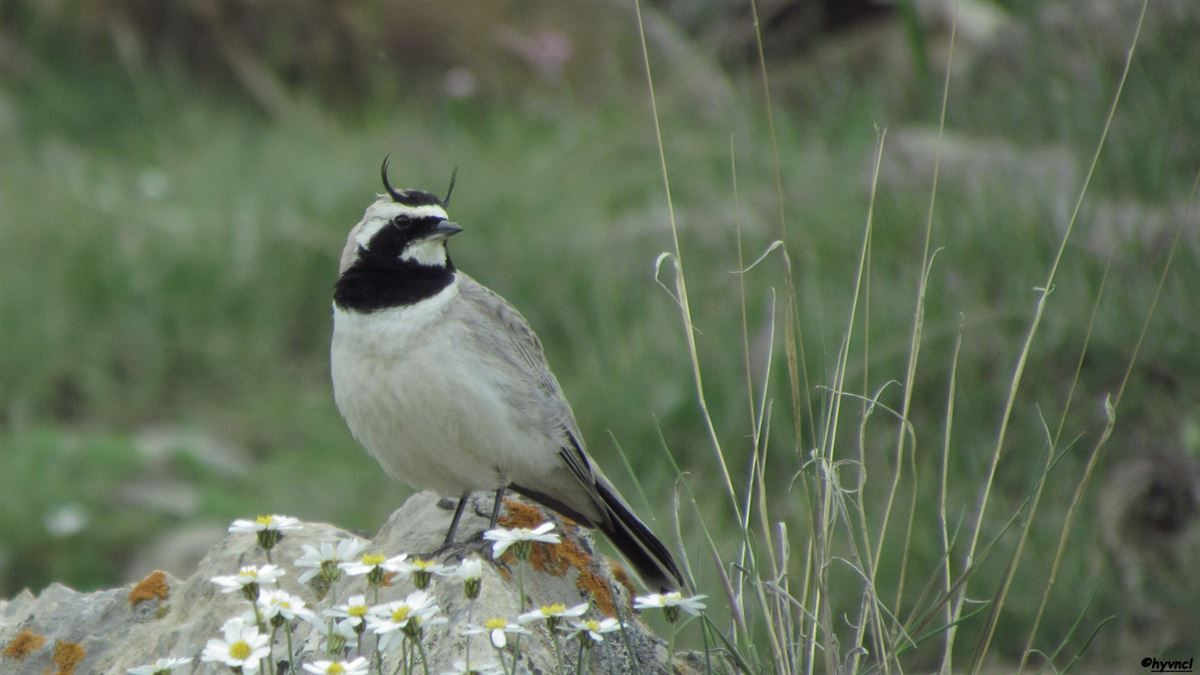 Horned Lark