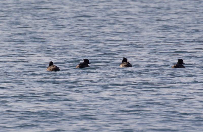 Tufted Duck