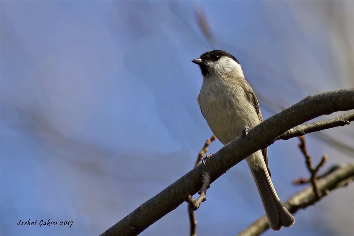 Marsh Tit