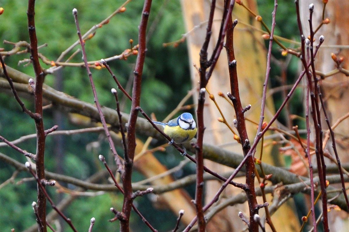 Eurasian Blue Tit