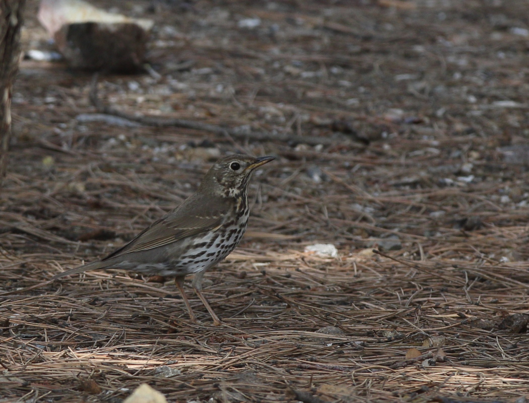 Song Thrush