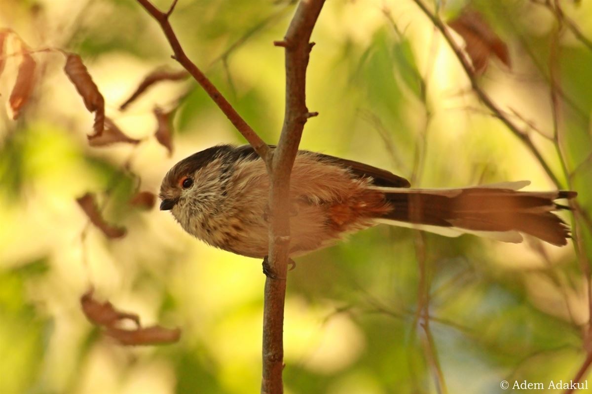 Long-tailed Tit