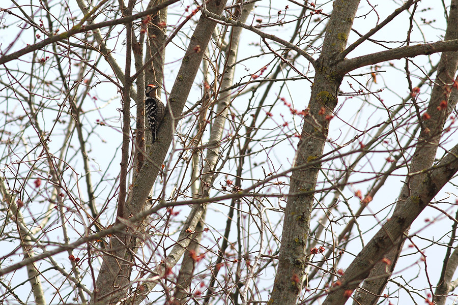 Lesser Spotted Woodpecker