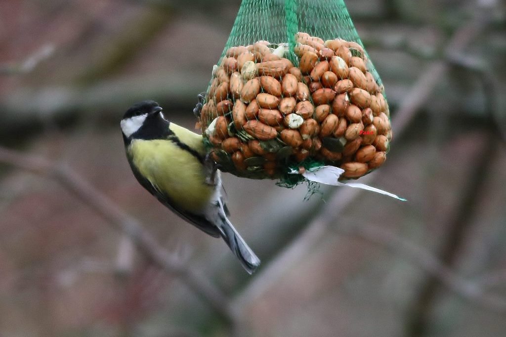 Great Tit