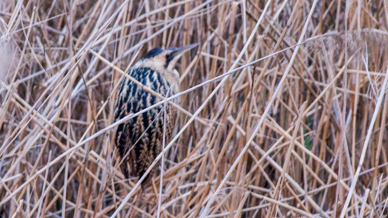 Eurasian Bittern