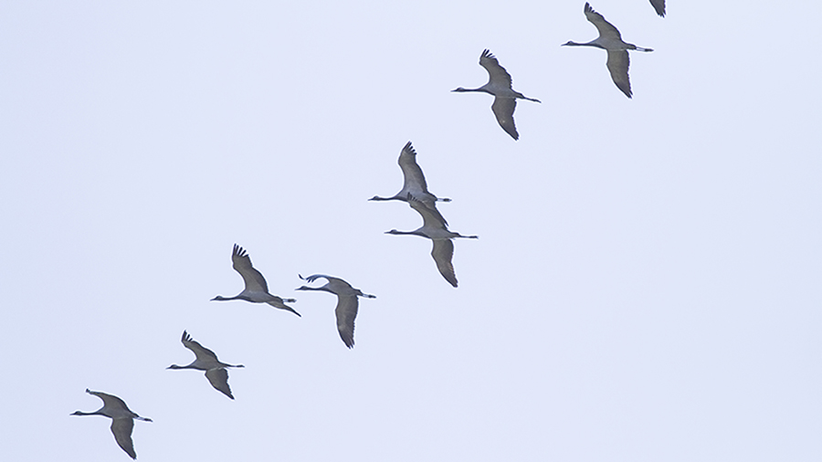 Demoiselle Crane