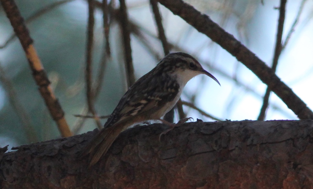 Short-toed Treecreeper