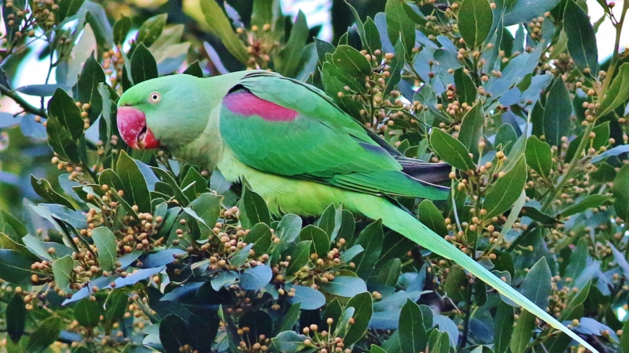 Alexandrine Parakeet