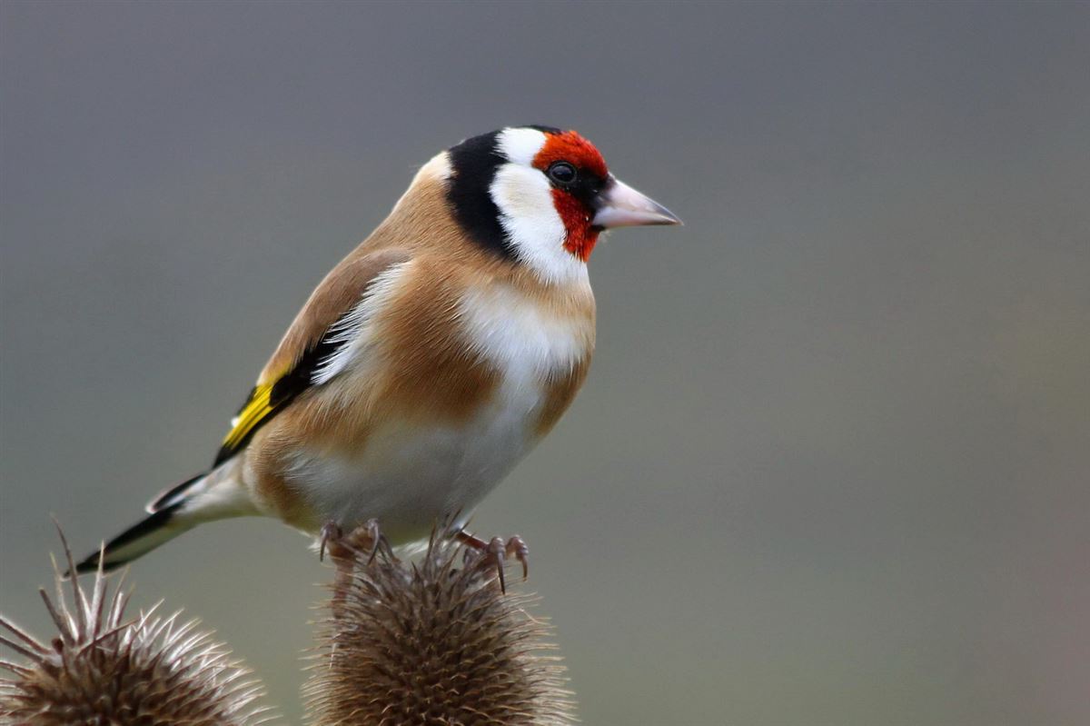 European Goldfinch
