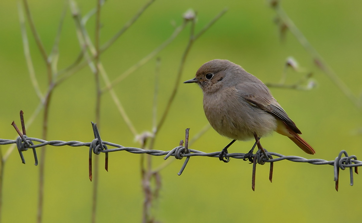 Black Redstart