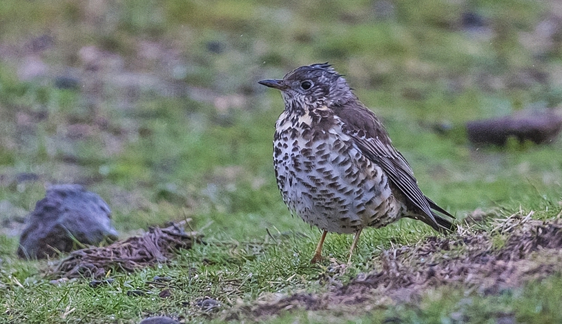 Mistle Thrush