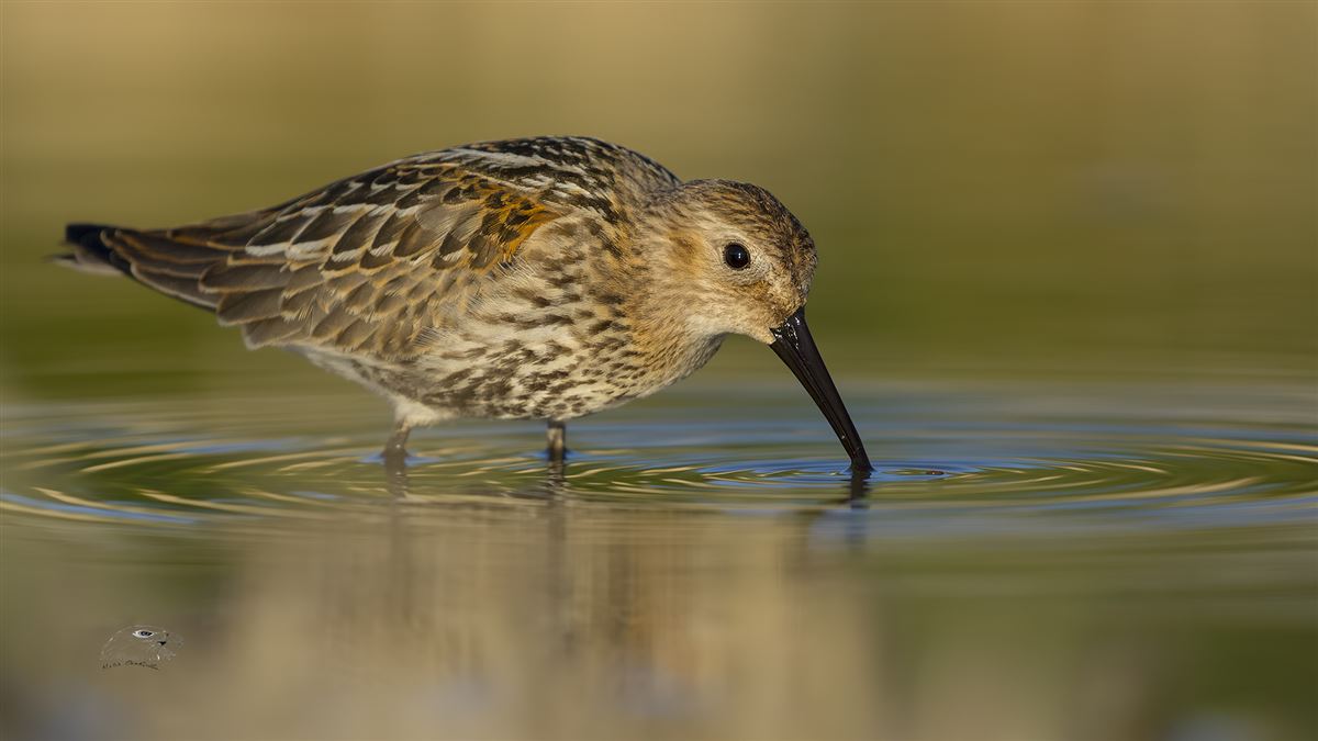 Dunlin