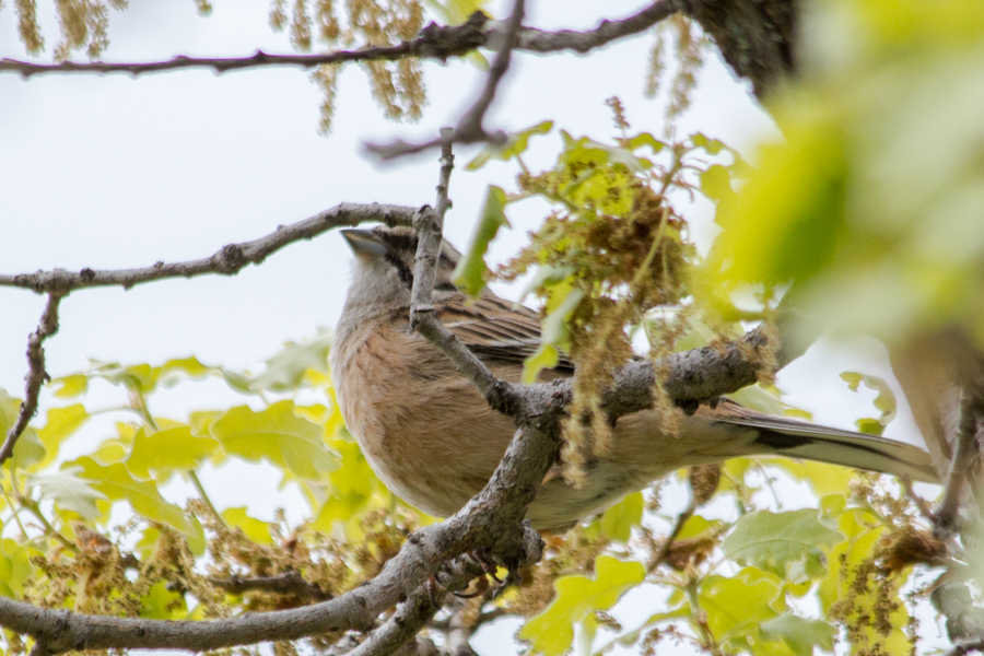 Rock Bunting