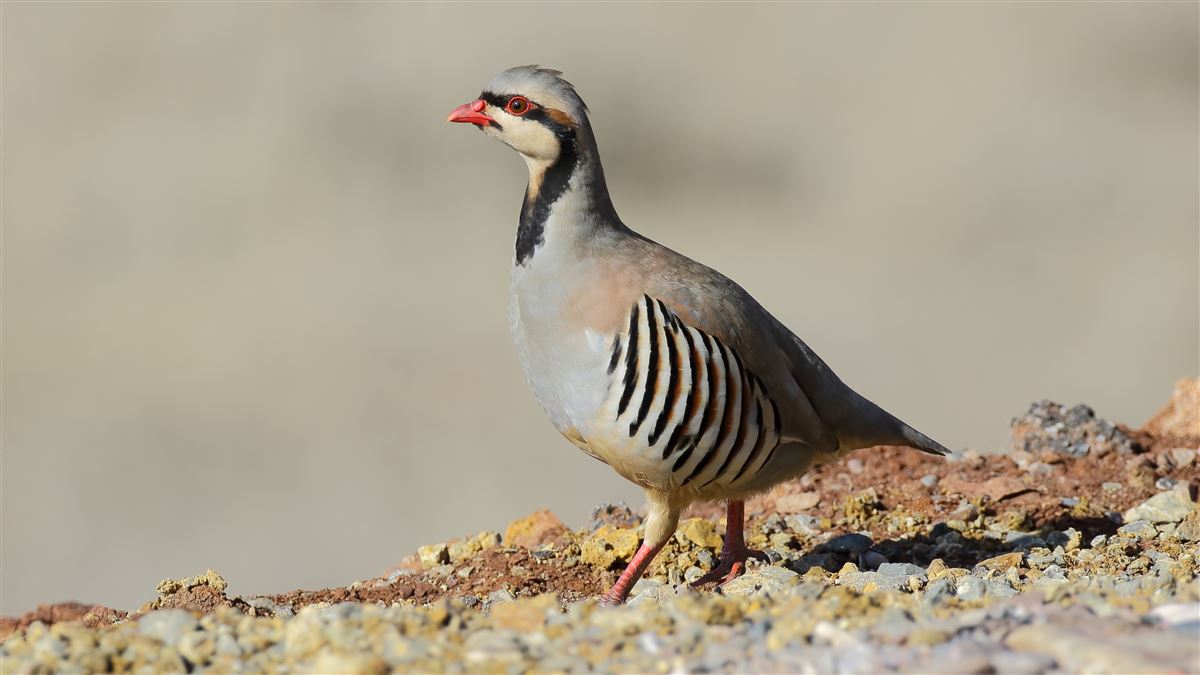 Chukar Partridge