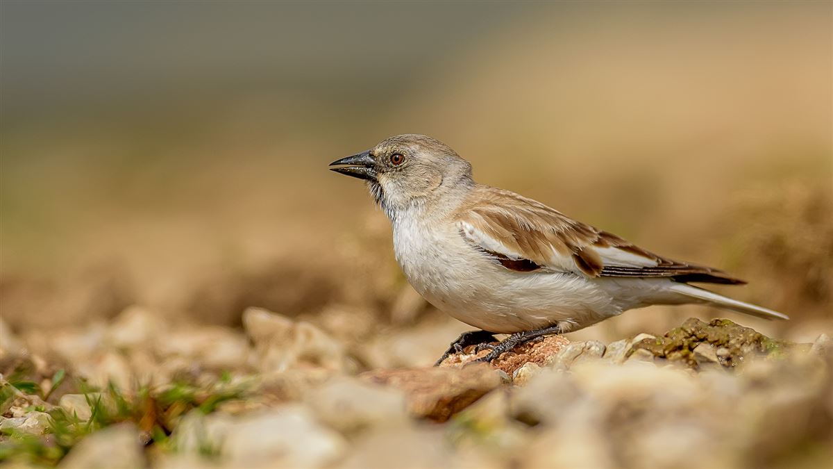 White-winged Snowfinch