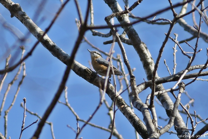Eurasian Nuthatch
