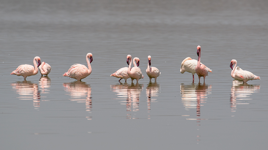 Lesser Flamingo