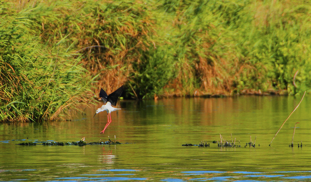 Black-winged Stilt