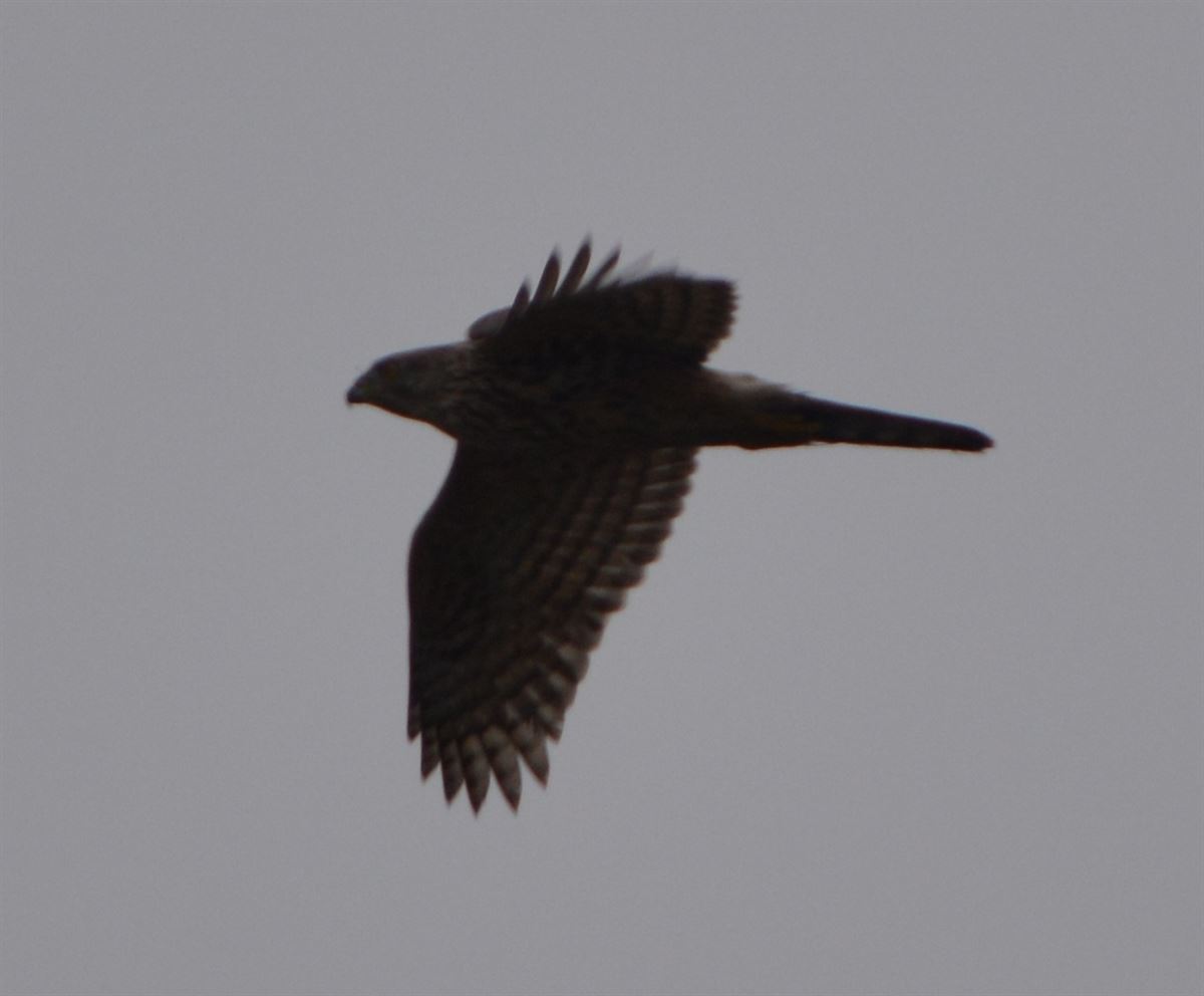 Eurasian Goshawk