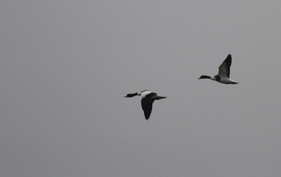 Common Shelduck