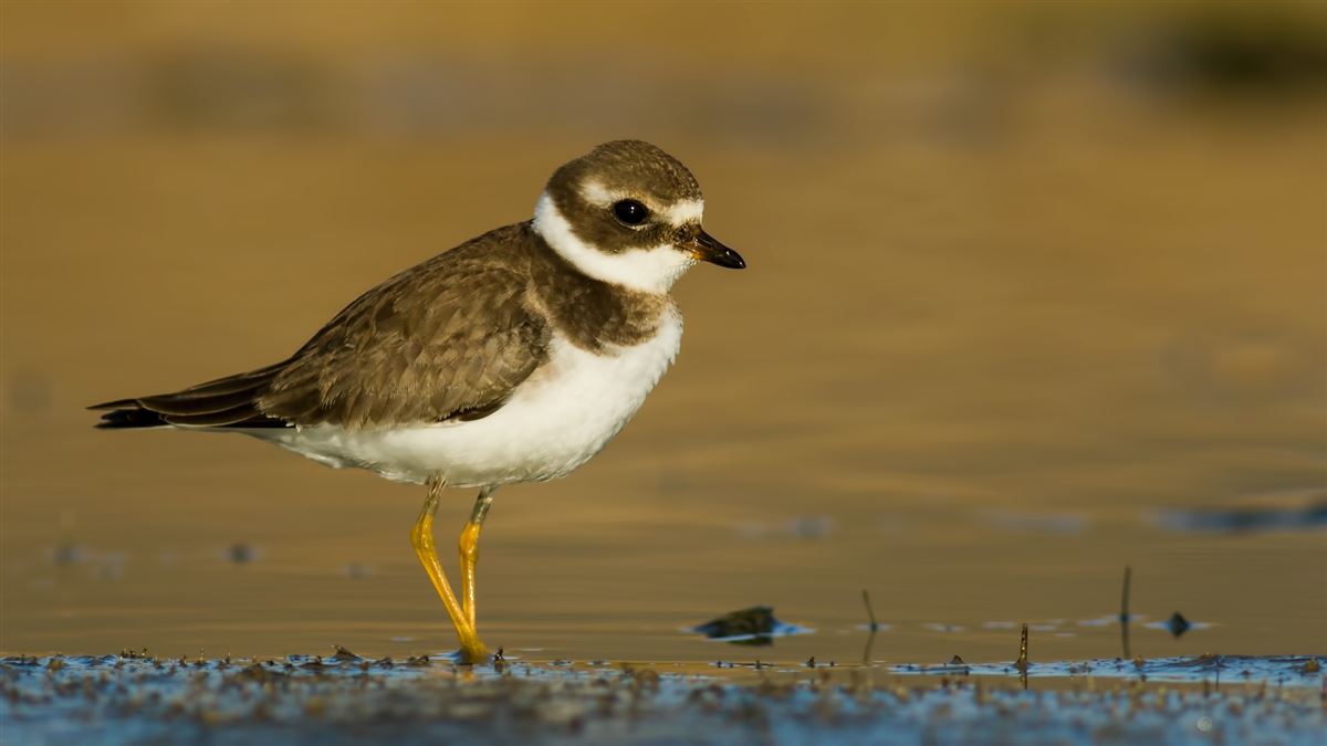 Common Ringed Plover