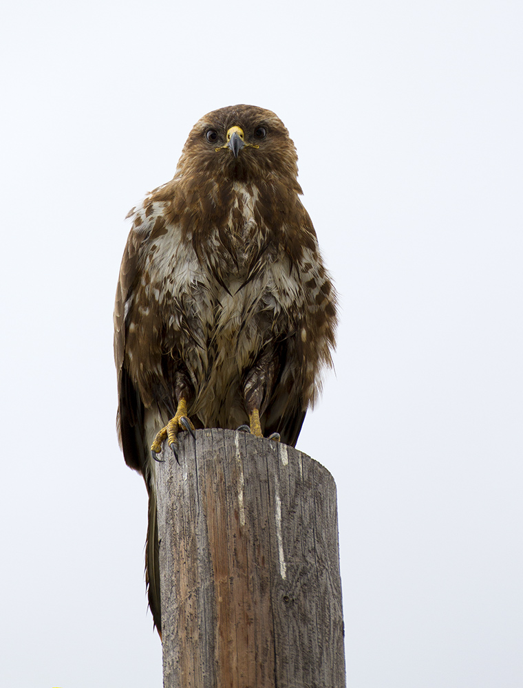 Common Buzzard