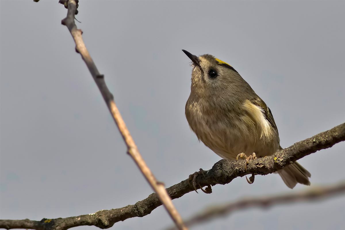 Goldcrest