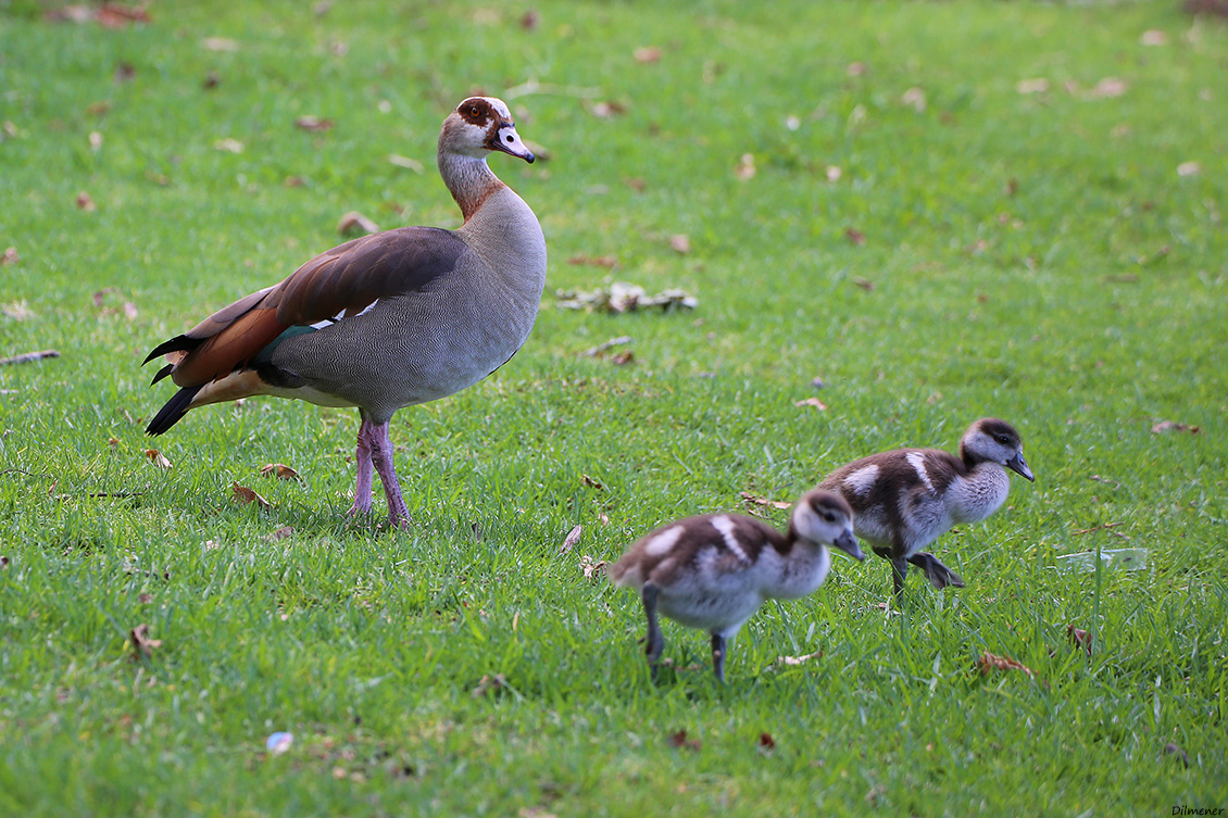 Egyptian Goose