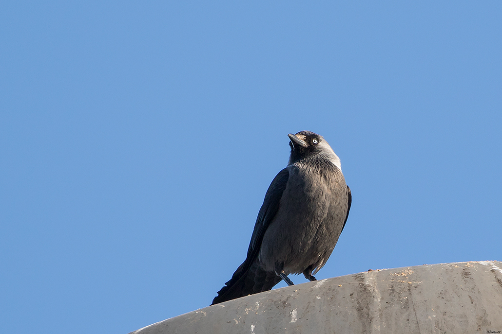 Western Jackdaw