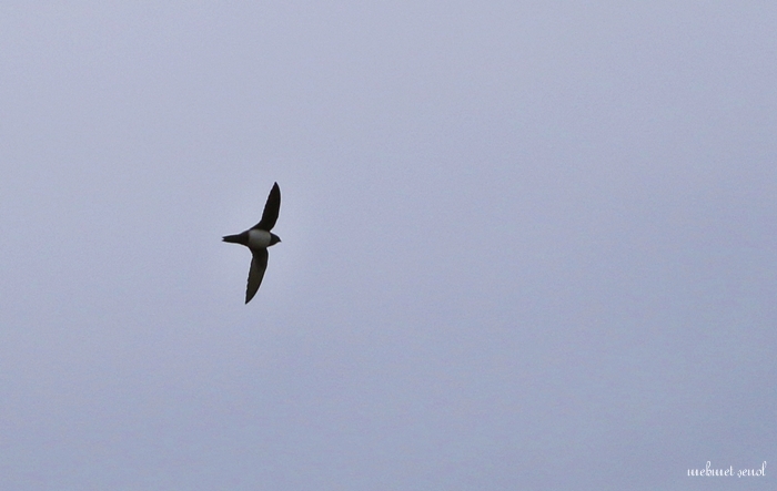 Alpine Swift