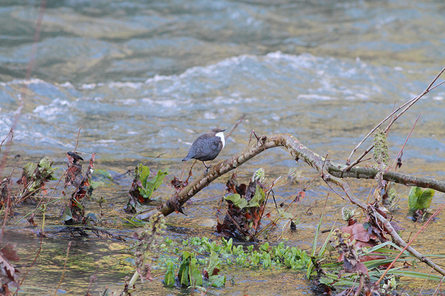 White-throated Dipper