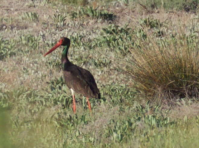 Black Stork