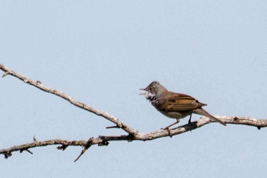 Common Whitethroat