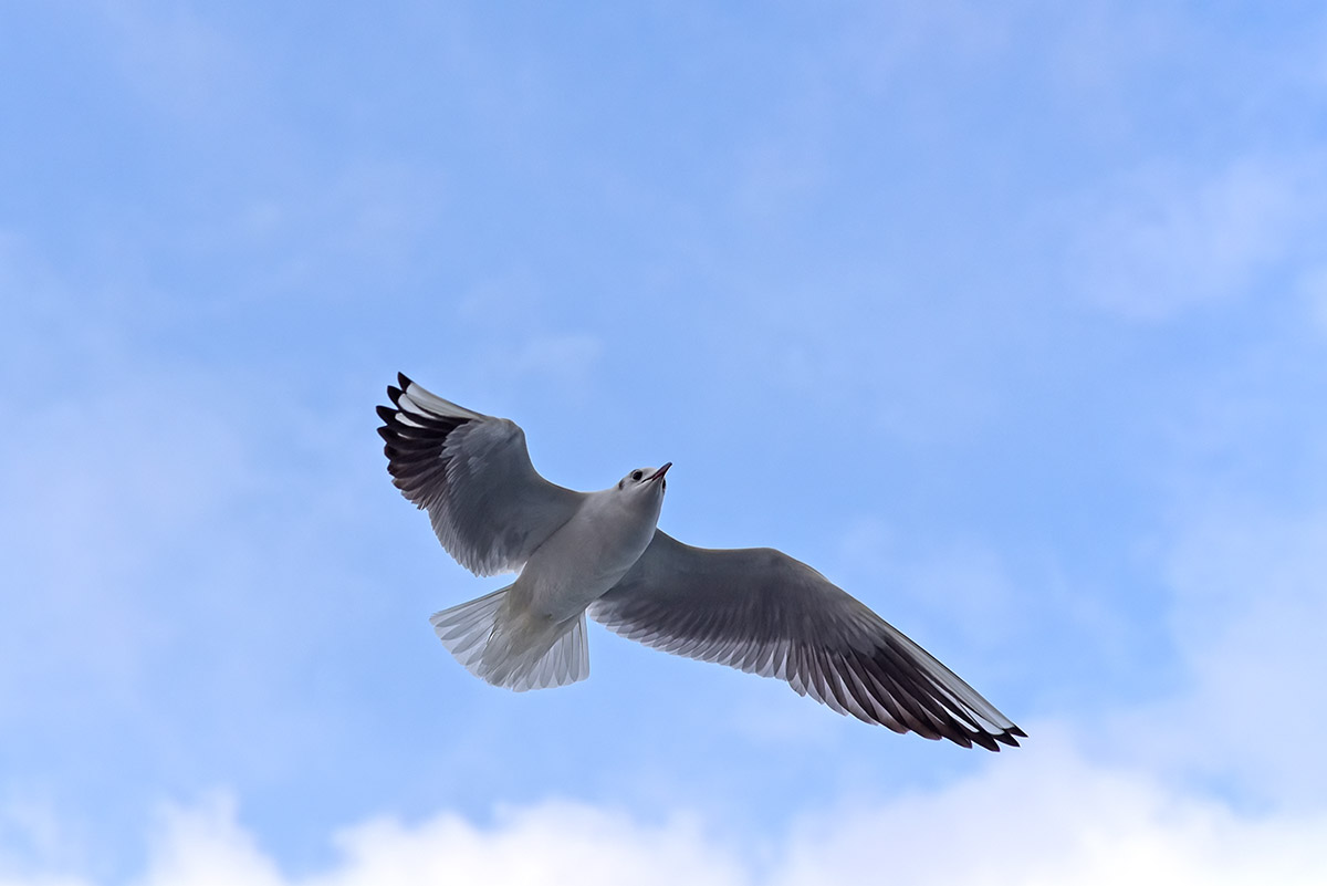 Black-headed Gull